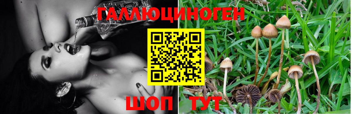 Псилоцибиновые грибы ЛСД  Вход с VPN  Галлюциногенные грибы Cubensis  Чайковский 